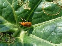 プランタに植えたメロン苗の根元に巣食う細かい虫についてメロン苗について Yahoo 知恵袋