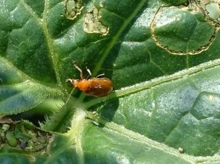 この虫はなんでしょうか メロンに大量にたかってます 駆除方法を教えてく Yahoo 知恵袋