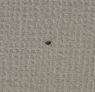風呂場に発生する小さな虫 画像有 暑くなってから 風呂場に小 Yahoo 知恵袋