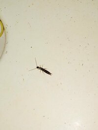 ゴキブリの幼虫 ハサミムシ この虫の名前を教えて下さい 写真あります Yahoo 知恵袋