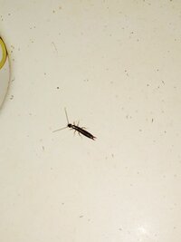 これはハサミムシの赤ちゃんでしょうか ハサミムシではなく 甲虫のハ Yahoo 知恵袋