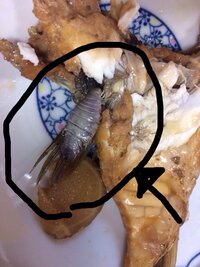 魚のスズキを煮付けましたら 写真の黒丸でかこった中にあるよう Yahoo 知恵袋
