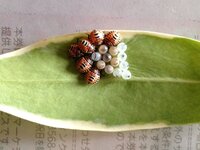 沈丁花は生け垣に不適ですか 沈丁花は虫は付かないし 茂り過ぎること Yahoo 知恵袋