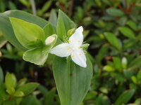 庭先に植えっぱなしにしていた菊 草花 の頂上部が全てしおれてきました Yahoo 知恵袋