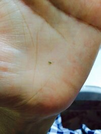 虫について 家に緑の小さい虫がたくさんいます なんの虫ですか Yahoo 知恵袋