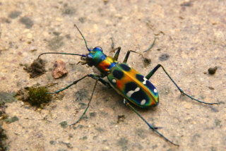 ハンミョウには毒がありますか あるとすれば経口毒ですか粘膜から吸収され Yahoo 知恵袋