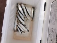 この魚はアジですか イワシですか ゼイゴが無いので ア Yahoo 知恵袋