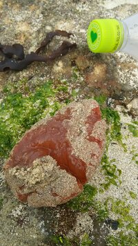 雨上がりの道路に ゼリー状の塊が 何箇所かあり そのゼリー状の Yahoo 知恵袋