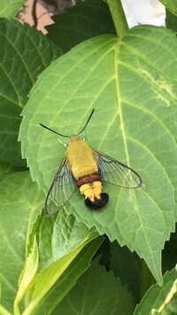 庭の紫陽花に今まで見たことのない蛾 がとまっていましたこの虫 Yahoo 知恵袋