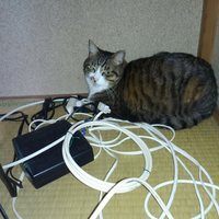 猫ちゃん飼ってる方 テレビ裏の配線とかどうしてます うちのはカバーつけてたら Yahoo 知恵袋