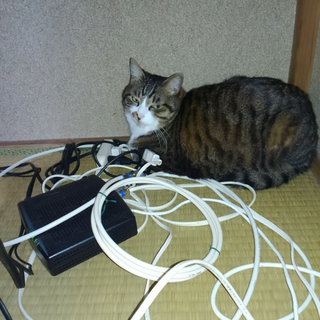 猫がテレビの後ろの配線だらけの場所が気に入っています コード Yahoo 知恵袋