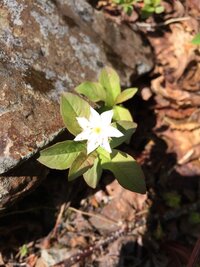 この花の名前教えてください 珍しい花ですか ツマトリソ Yahoo 知恵袋