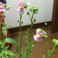 写真を添付し 再投稿します 宿根ネメシアの花を育てています 茎について Yahoo 知恵袋