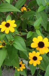 この花の名前は何ですか 小さなひまわりみたいなもので何かがわかり Yahoo 知恵袋