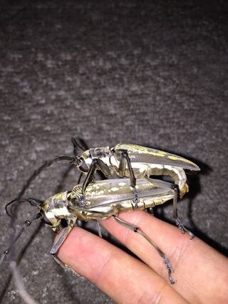 シロスジカミキリを捕まえたんですが なにを食べるか分かりません教え Yahoo 知恵袋