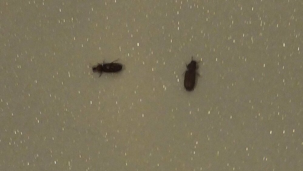 ここ最近 風呂場に小さな赤茶色の虫が発生しています ２ミリ Yahoo 知恵袋