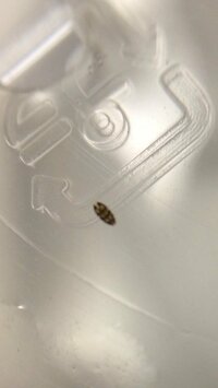 水槽底面に小さな小さな虫 ミジンコ みたいなのが発生しました 現在 1 Yahoo 知恵袋