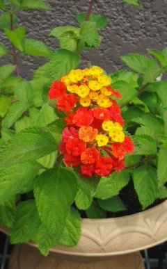 植木鉢に咲く赤と黄色の混じった花の名前をおしえてください