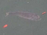 神奈川県の横須賀から車で軽く行ける範囲で 出来るだけ近い場所でライ Yahoo 知恵袋