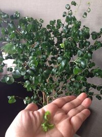 ベンジャミンバロックですが 新芽が落ちてしまいます 何が足りないんでし Yahoo 知恵袋