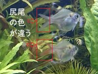 熱帯魚 バルーンプリステラの尻尾の色について質問です 今日 近所にあ Yahoo 知恵袋