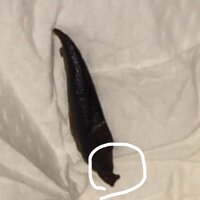 部屋のベッドの下の暗い場所にいたこの生き物が気になり夜も寝れません ゴ Yahoo 知恵袋