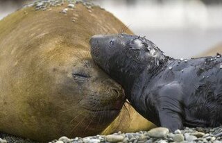 動物にも 親子間の愛情って あるものなのでしょうか 詳 Yahoo 知恵袋