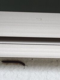 家のベランダにこの虫は何でしょうか ムカデに見えるのですが我 Yahoo 知恵袋