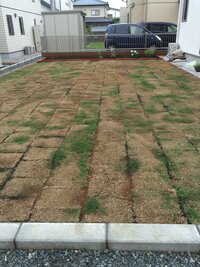 芝生についてホームセンターで買ってきた芝生を張って約一カ月経ちましたが Yahoo 知恵袋