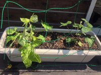 写真あり朝顔がなんか変です 蔓を伸ばすと言うより普通の植物の Yahoo 知恵袋