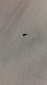 この虫はなんでしょうか 朝起きると布団に居ました 茶色で長さが1cmほどで 尻尾 教えて 住まいの先生 Yahoo 不動産