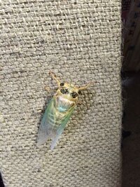 クマゼミはなぜ雨の日ではないと孵化出来ないのですか 別に雨の Yahoo 知恵袋