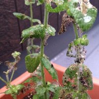 ハダニに一部をやられたハーブ 無事な部分は食べても大丈夫ですか うちで Yahoo 知恵袋