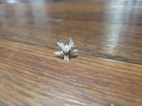 なんという虫でしょうか 花のような形です キュウリにくっつい Yahoo 知恵袋