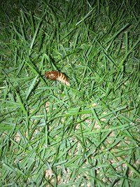 害虫 芝生 芝生の害虫を食べまくり！我が家に住み着いたイソヒヨドリ