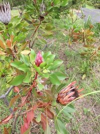 これは何て花 プロテアミニキングです ヤマモガシ科の半 Yahoo 知恵袋