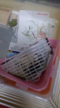 生後一ヶ月のみにうさぎがうんちを大量にしてると思うのですが普 Yahoo 知恵袋