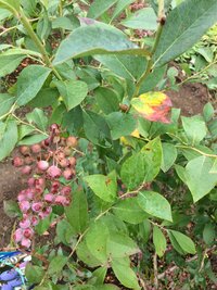 ブルーベリーの葉が所々写真のように枯れ始めています。
何か病気でしょうか？
今年6月中旬にラビットアイ系の苗を二本購入し地植えしました。
土はホームセンターのブルーベリー用の土を入 れてます。
虫にも食べらているようなのでそのせいなのか…
何か対策を教えて下さい。