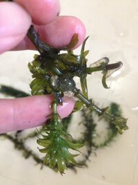 水草にゼリー状の卵らしきものがあちらこちらに見られます これは熱帯魚の卵なの Yahoo 知恵袋