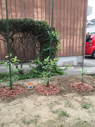 上 イチジク 地植え 間隔 誕生 日 ライン 友達