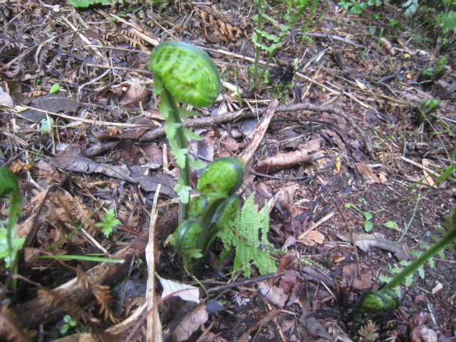 画像の植物はコゴミでしょうか また他のコゴミに似たシダ植物とコゴミの見 Yahoo 知恵袋