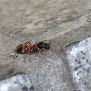 この赤い蟻はなんという種類ですか この写真だと蜘蛛っぽいですがお Yahoo 知恵袋