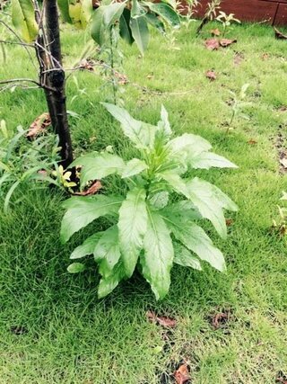 この草は何でしょう 周りにはオオアレチノギクやヒメムカシヨモギ ヒ Yahoo 知恵袋