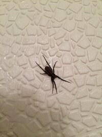 蜘蛛クモ ですが 黒い体に背中に白い斑点がチョコンとある蜘蛛って Yahoo 知恵袋