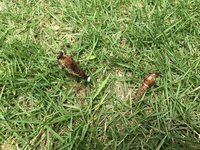 この生き物は何でしょう 今日我が家の芝生からこの様な虫が出て来ました Yahoo 知恵袋