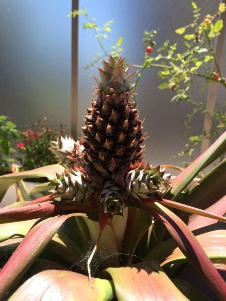 初めてパイナップルを育てています 食べたパイナップルの葉の部分を植えて Yahoo 知恵袋