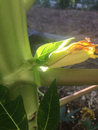 3日前にパパイヤに花が咲きました 花の横から出ているのは実ですか ま Yahoo 知恵袋