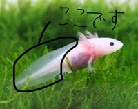 僕が飼っていたウーパールーパーが 夕方 死んでしまっていました 3 Yahoo 知恵袋