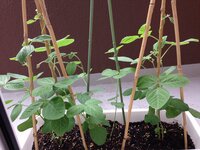 枝豆の栽培は ツルを支える棒 は立ててあげる必要ありますか それと Yahoo 知恵袋