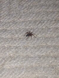 夜中4時頃 蜘蛛がカーペットの上を歩くのを見つけました 画像は拡大して Yahoo 知恵袋